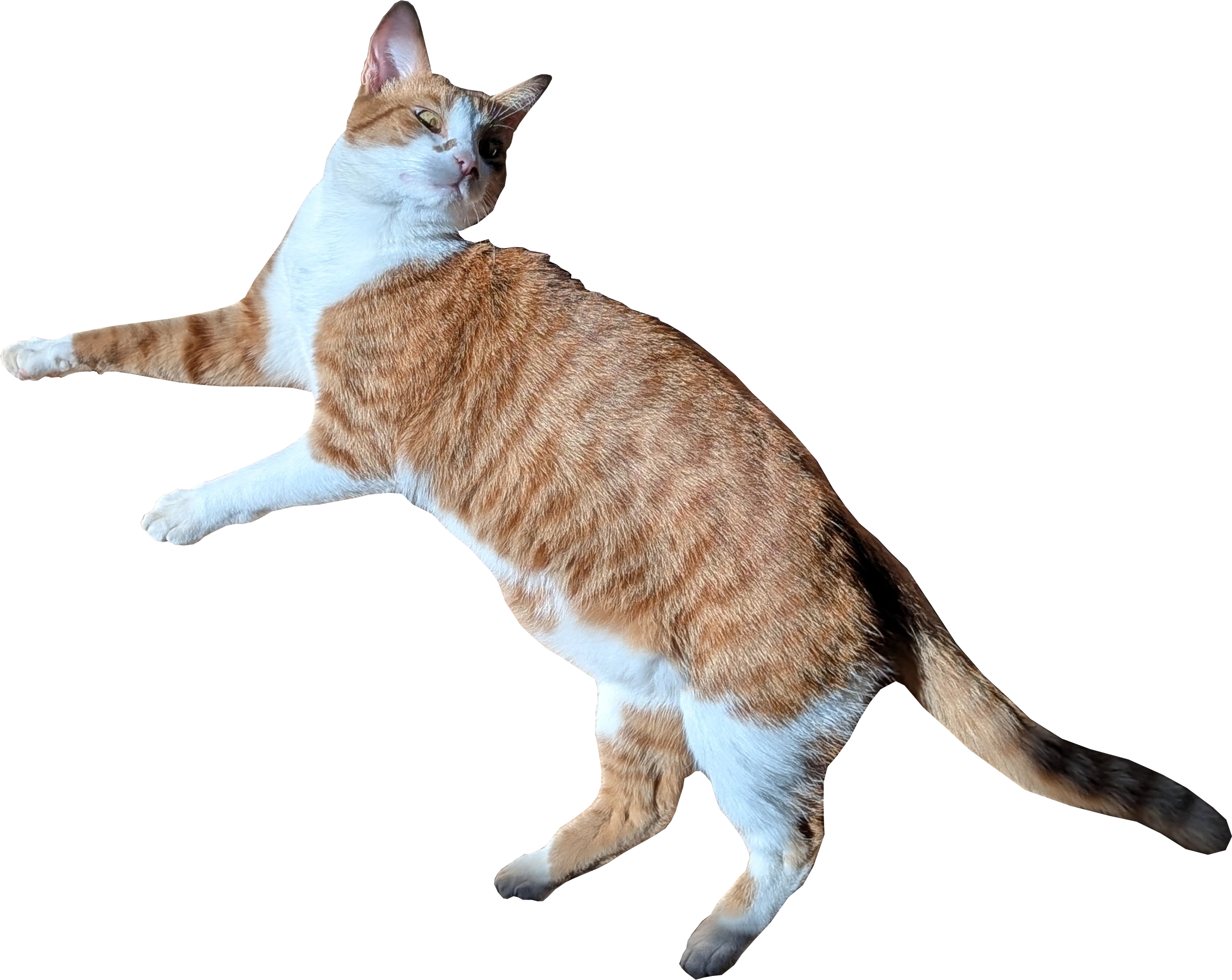 Washington the cat with pink tint