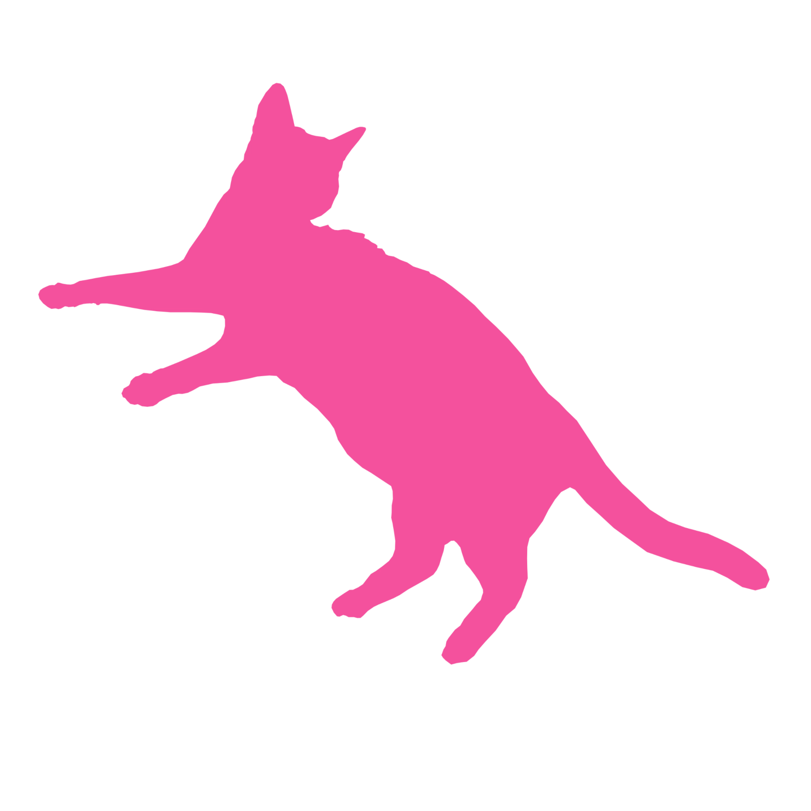 Washington the cat with pink tint